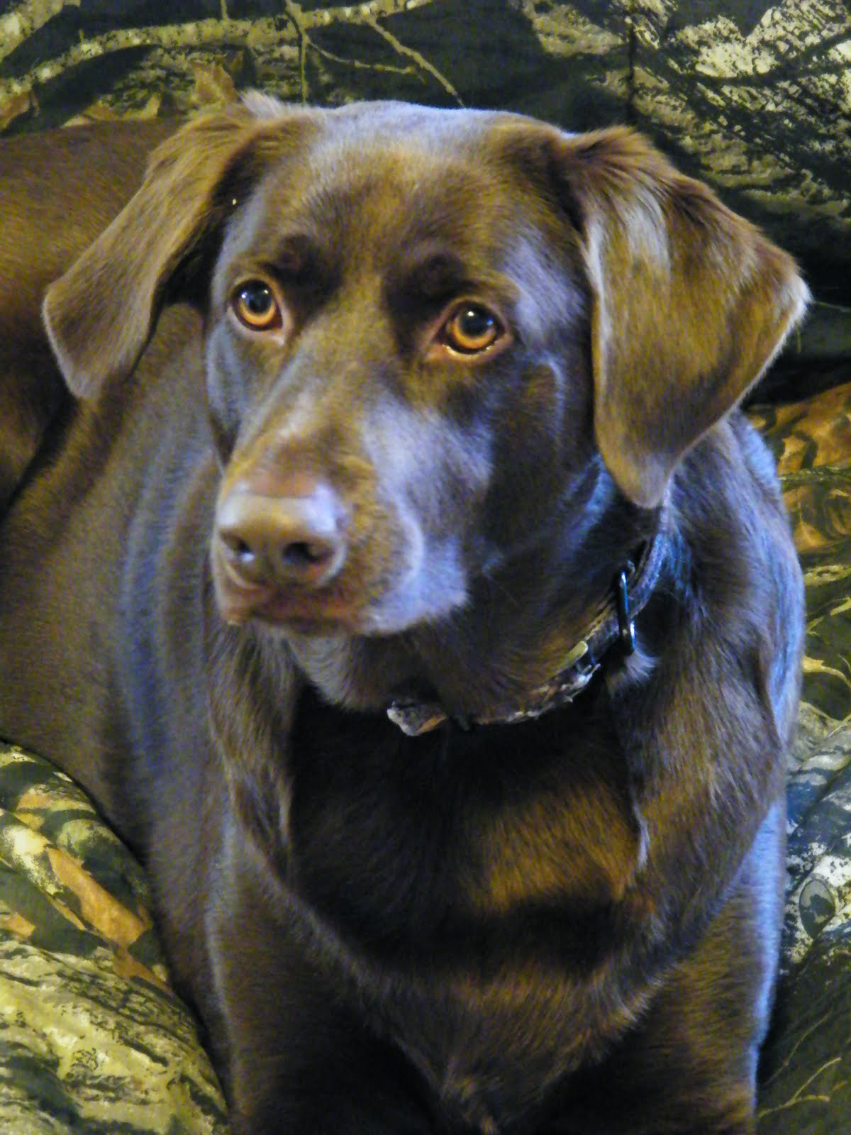 PATSY'S POCKETS OF PEACE A DOG NAMED COCOA